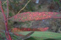 Image of Eucalyptus gall wasp