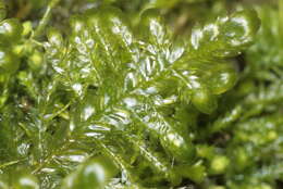 Image of neckera moss