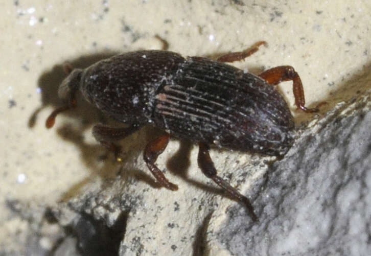 Image of Wheat weevil