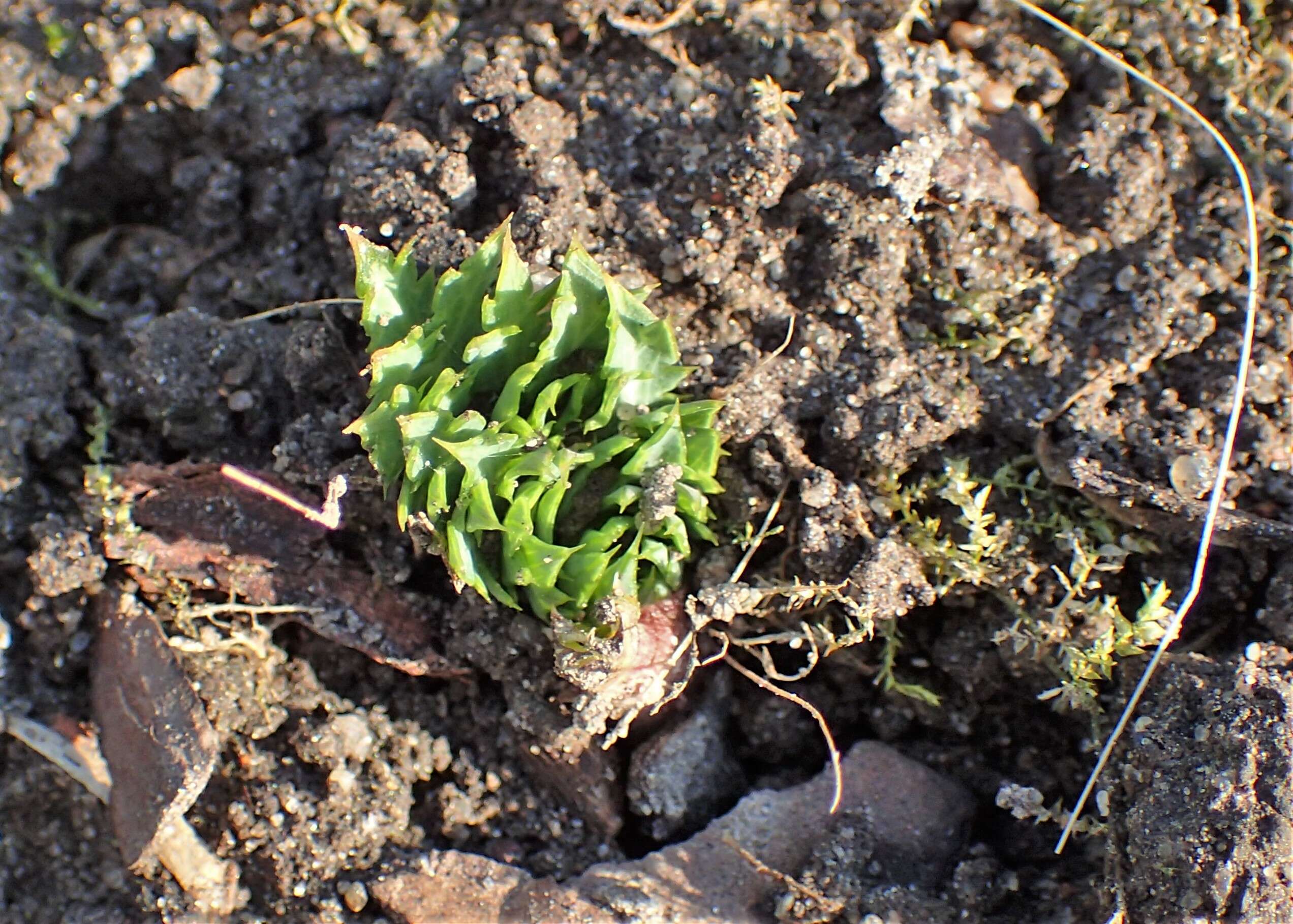 Eryngium campestre L. resmi