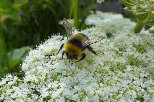 Image of White-tailed bumblebee