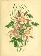 Image of Colorado blue columbine