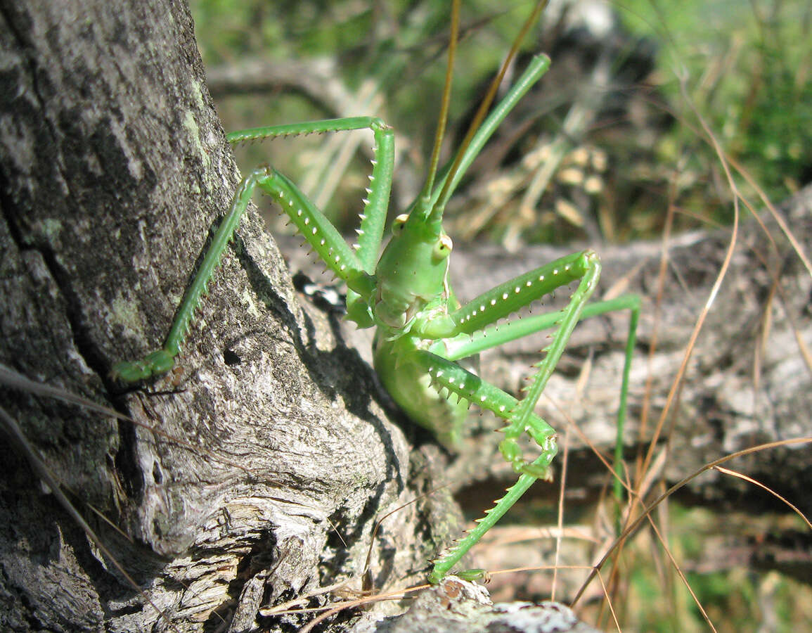 Image of Common Predatory Bush-cricket