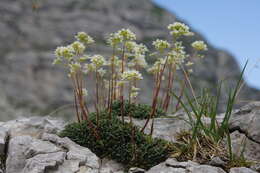 Image of Encrusted Saxifrage