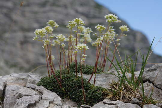 Image of Saxifraga crustata Vest