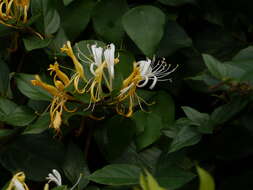 Imagem de Lonicera japonica Thunb.