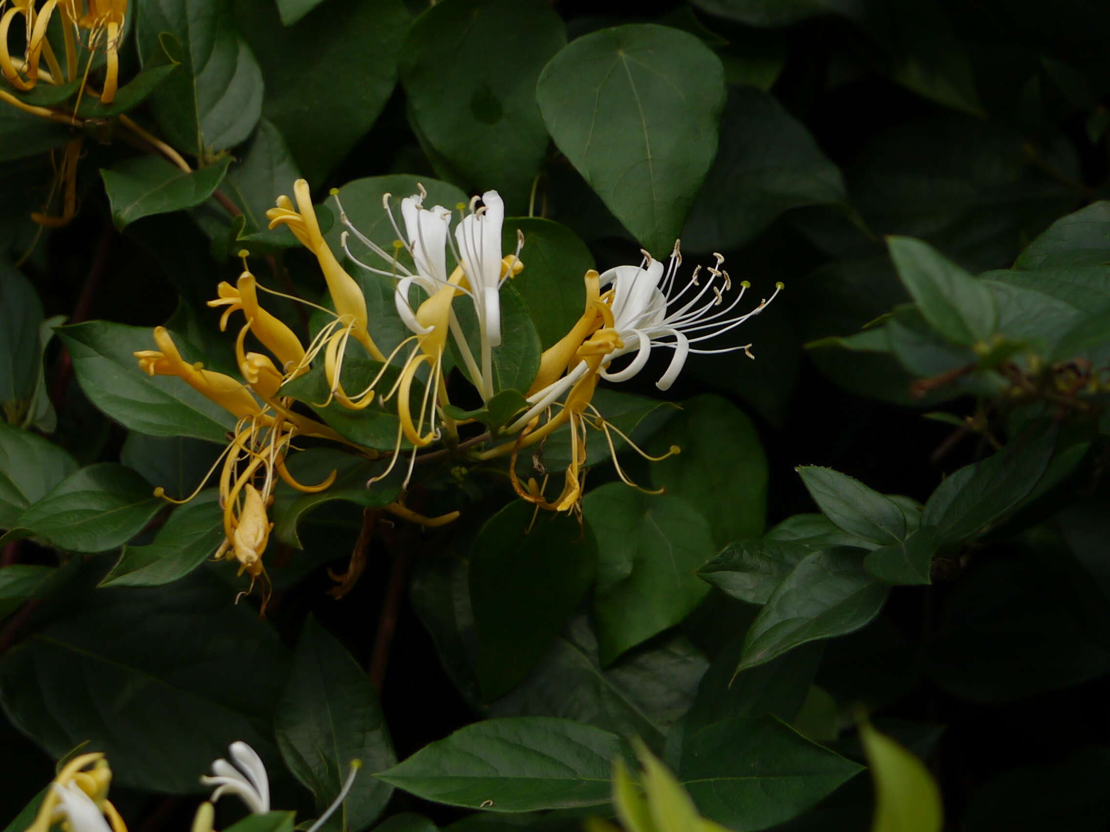 Imagem de Lonicera japonica Thunb.