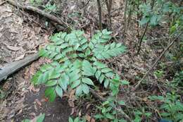 Image of Byfield fern