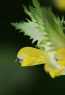 Rhinanthus angustifolius C. C. Gmelin resmi