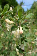 Image of Lonicera pyrenaica L.