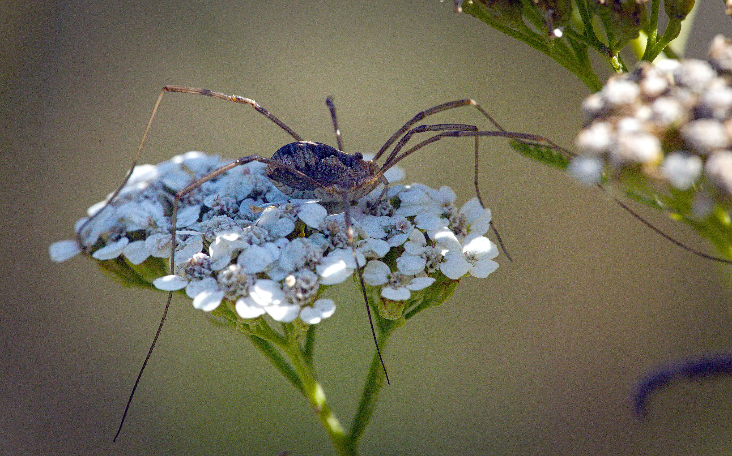 Image of Daddy longleg