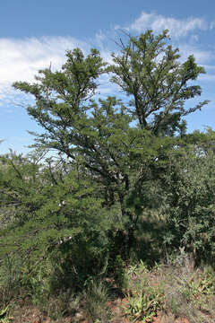 Image of Vachellia robusta (Burch.) Kyal. & Boatwr.