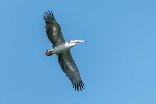 Image of Grey Pelican