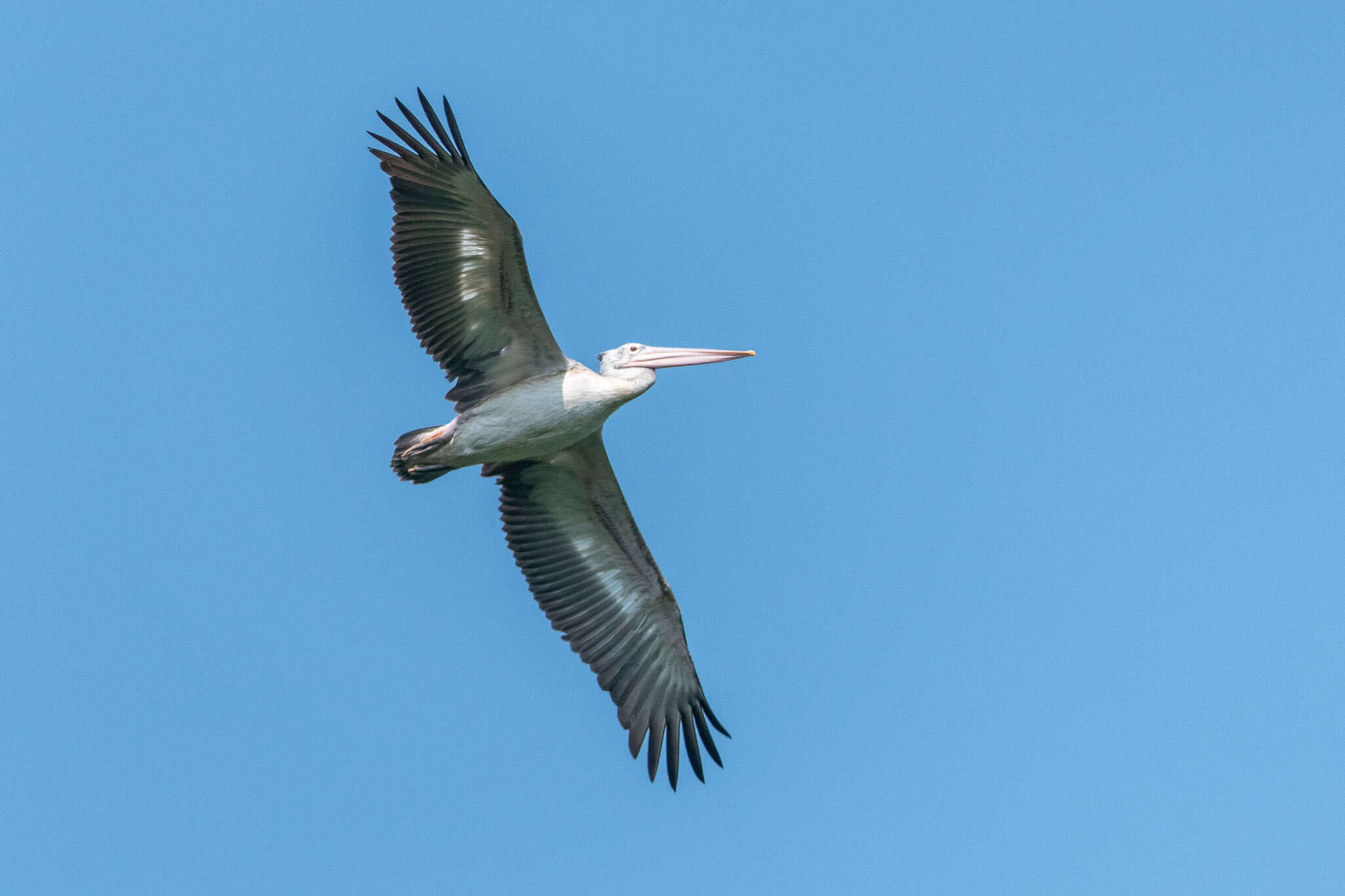 Image of Grey Pelican