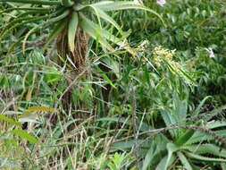 Image of water wattle