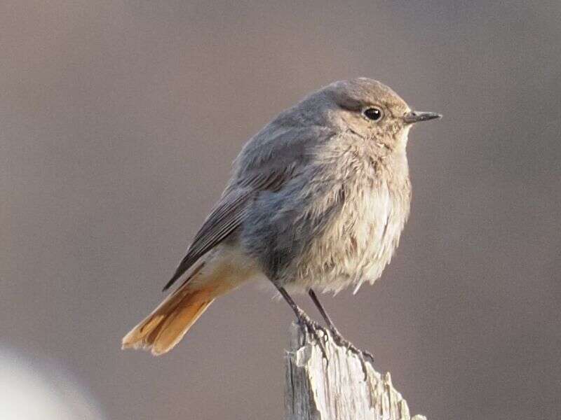 Image of Black Redstart