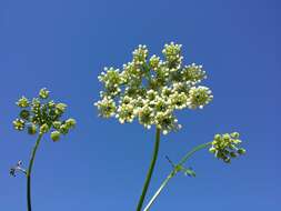 Image of little-leaf angelica