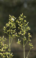 Image of Hypericum lanuginosum Lam.