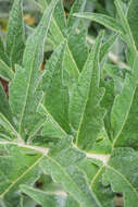 Image of cardoon