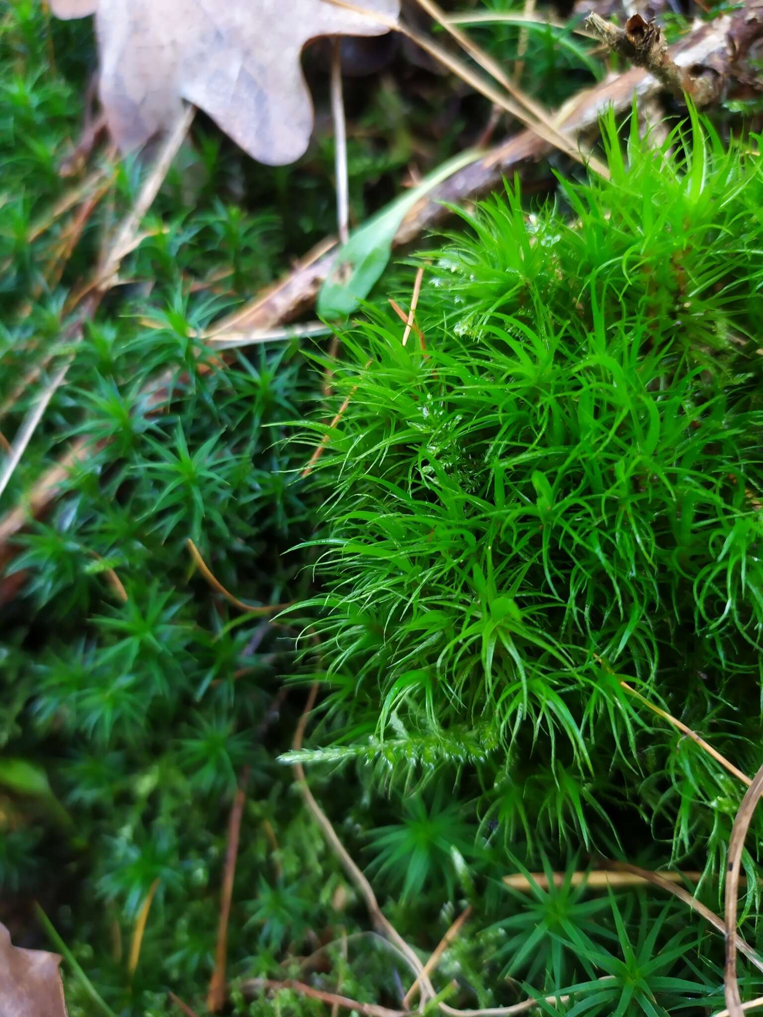 Image of Broom Moss