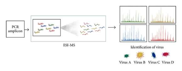 Image of Human respiratory syncytial virus