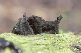 Image of Black Witches' Butter