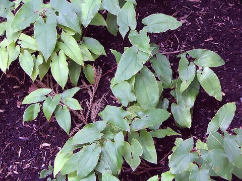 Image of Epimedium sagittatum (Siebold & Zucc.) Maxim.