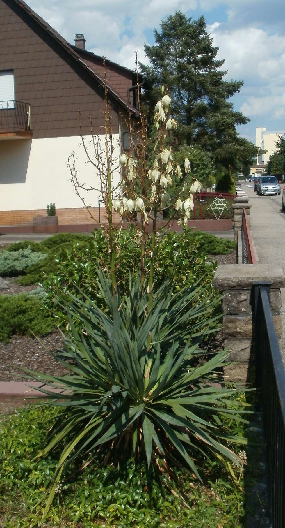 Image of moundlily yucca