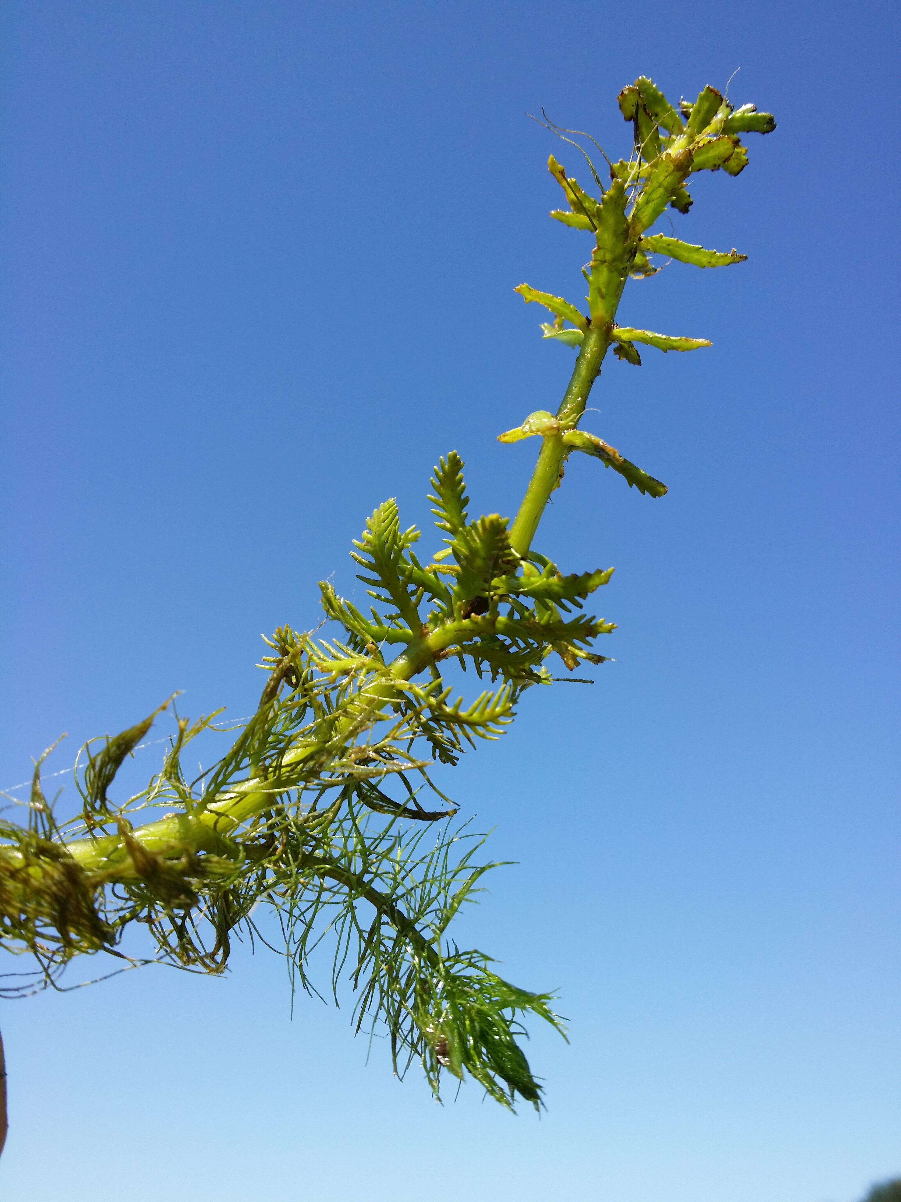 Image of twoleaf watermilfoil