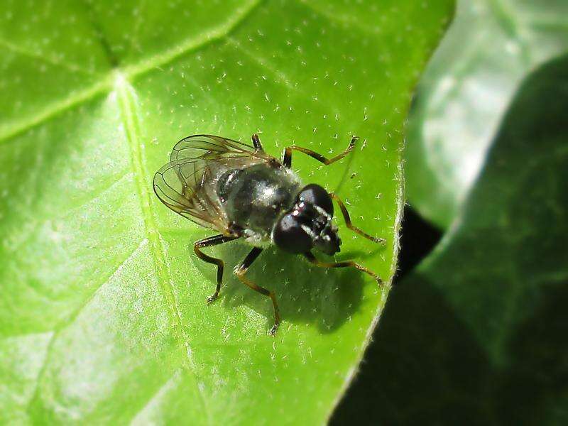 Image of <i>Cheilosia caerulescens</i>