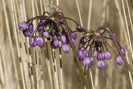 Image of Lady's leek