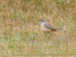 Image of Bluethroat