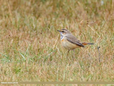 Image of Bluethroat