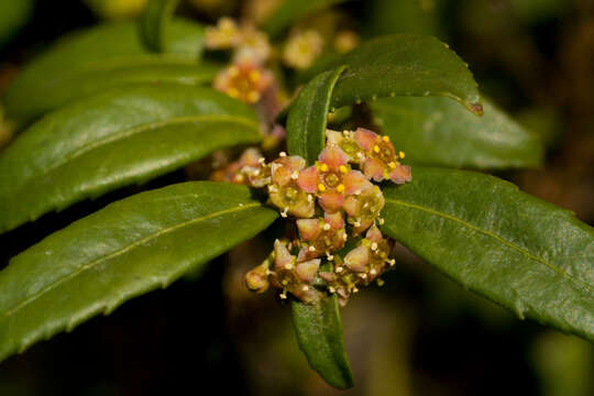 Image of Oregon boxleaf