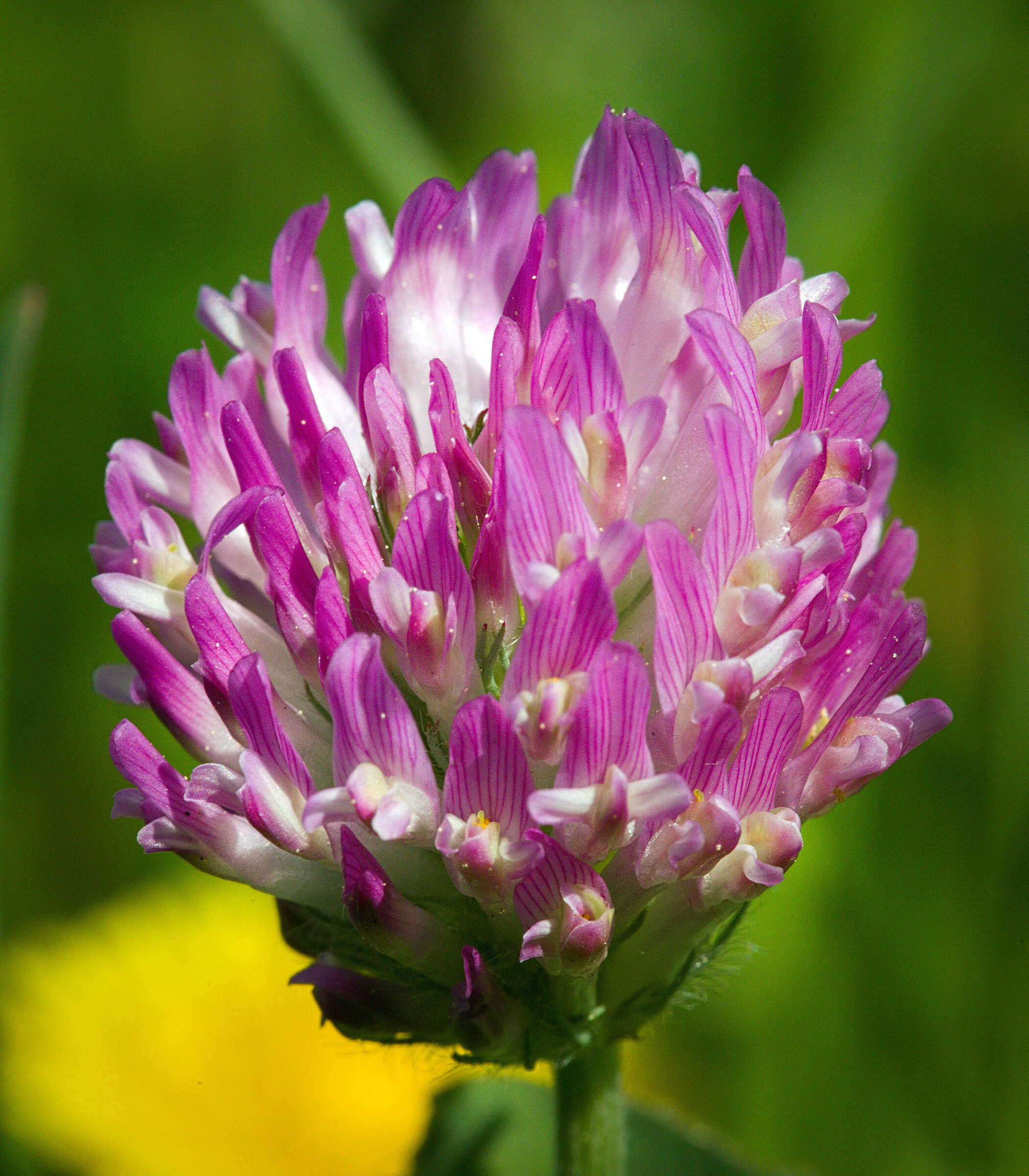 Image of Red Clover