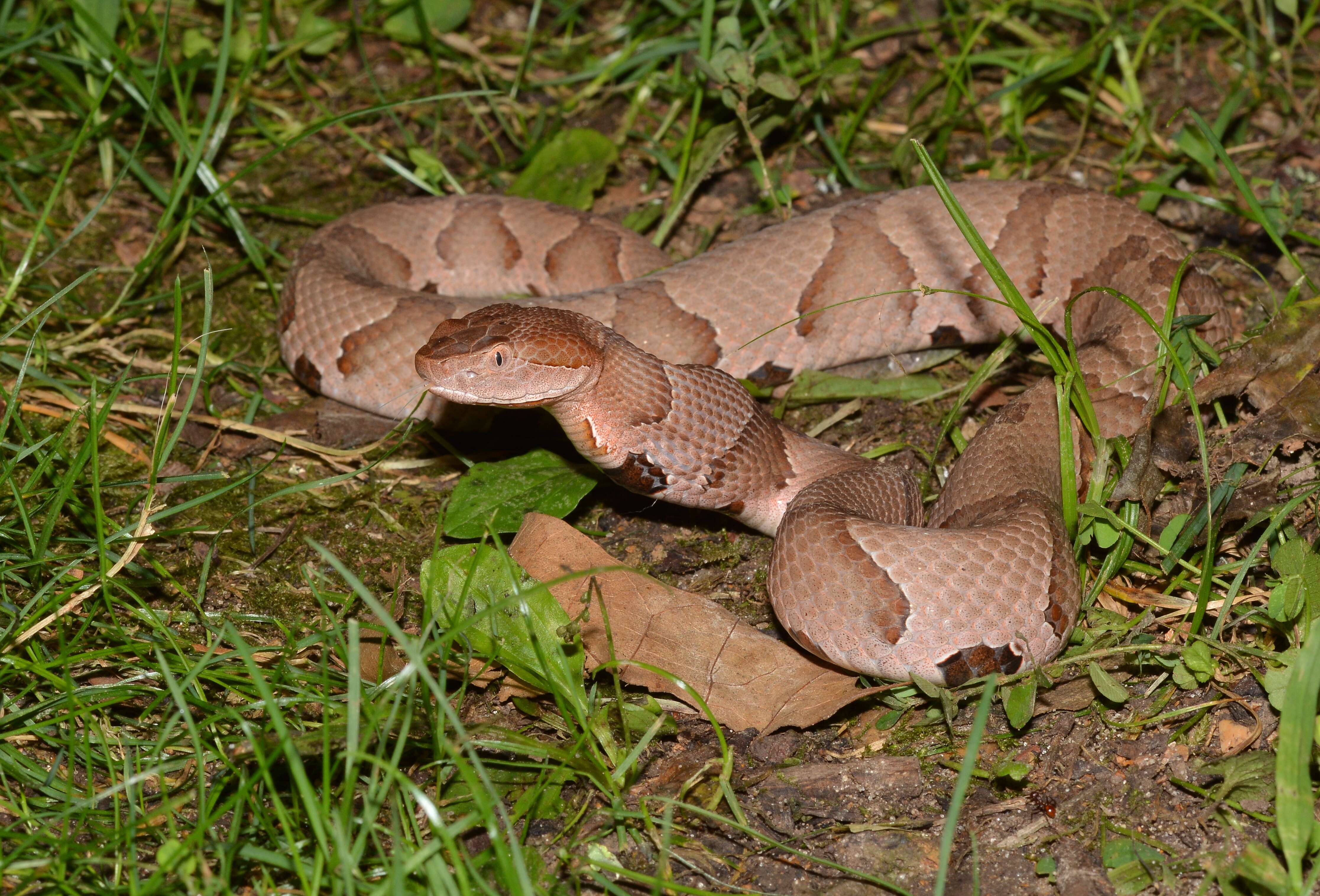 Image of Copperhead