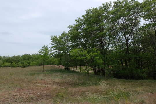 Image of black locust