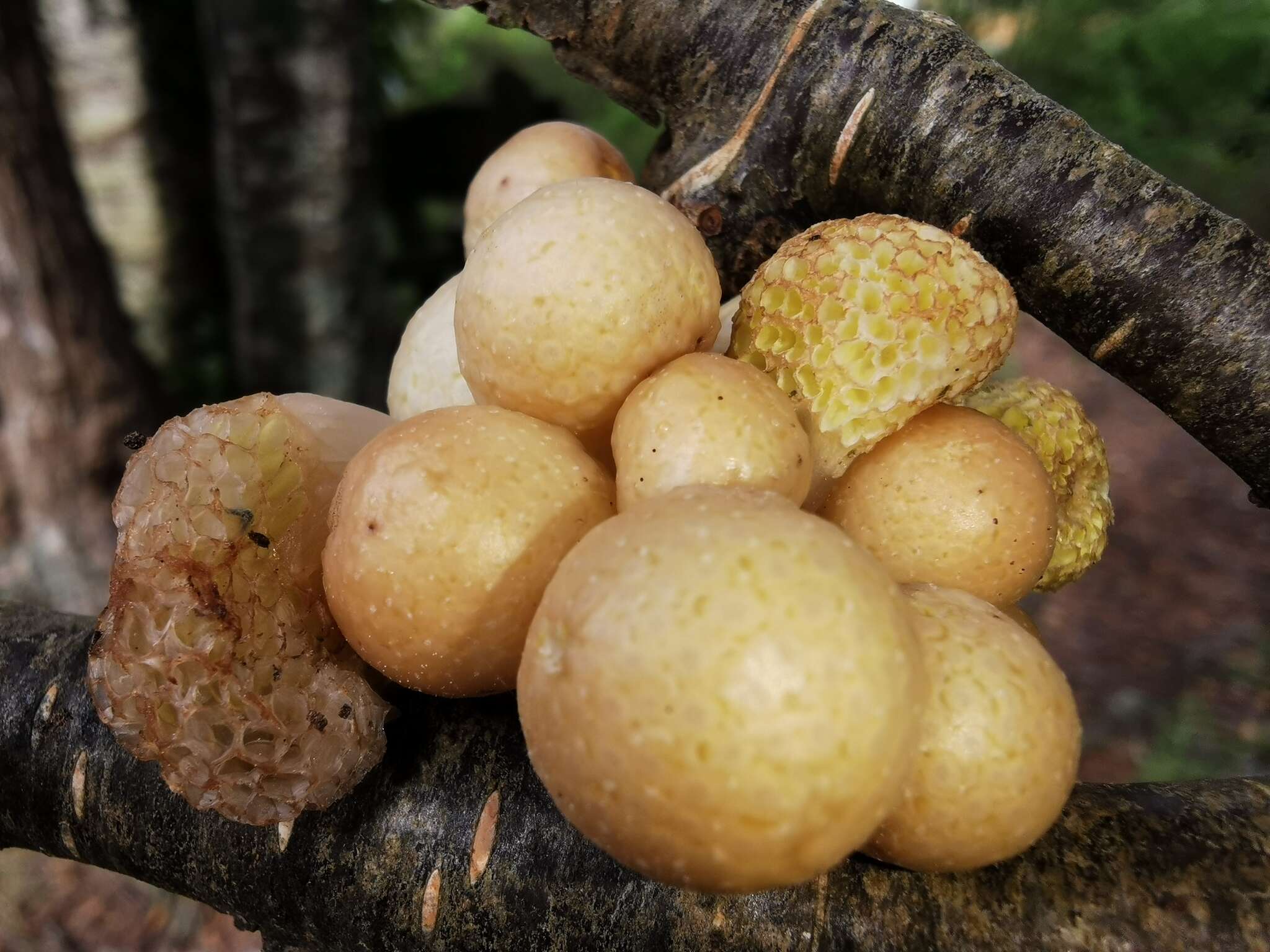 Image of beech orange (fungus)