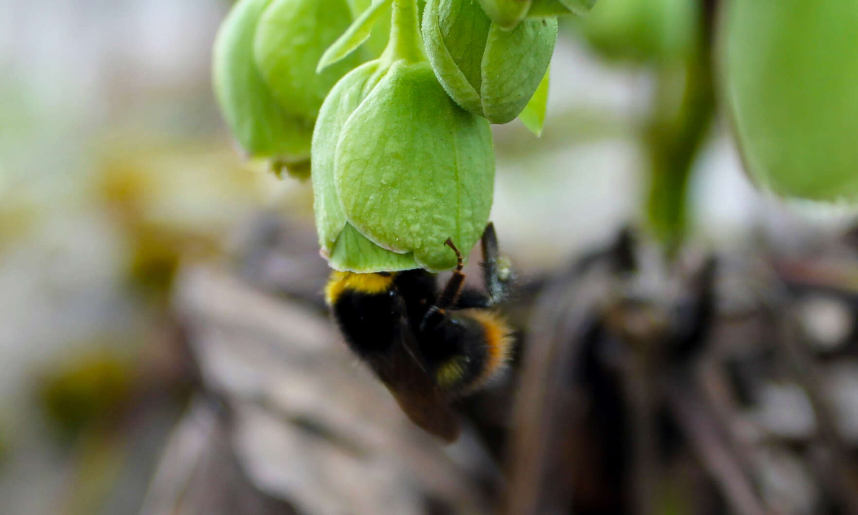 Image of Stinking Hellebore