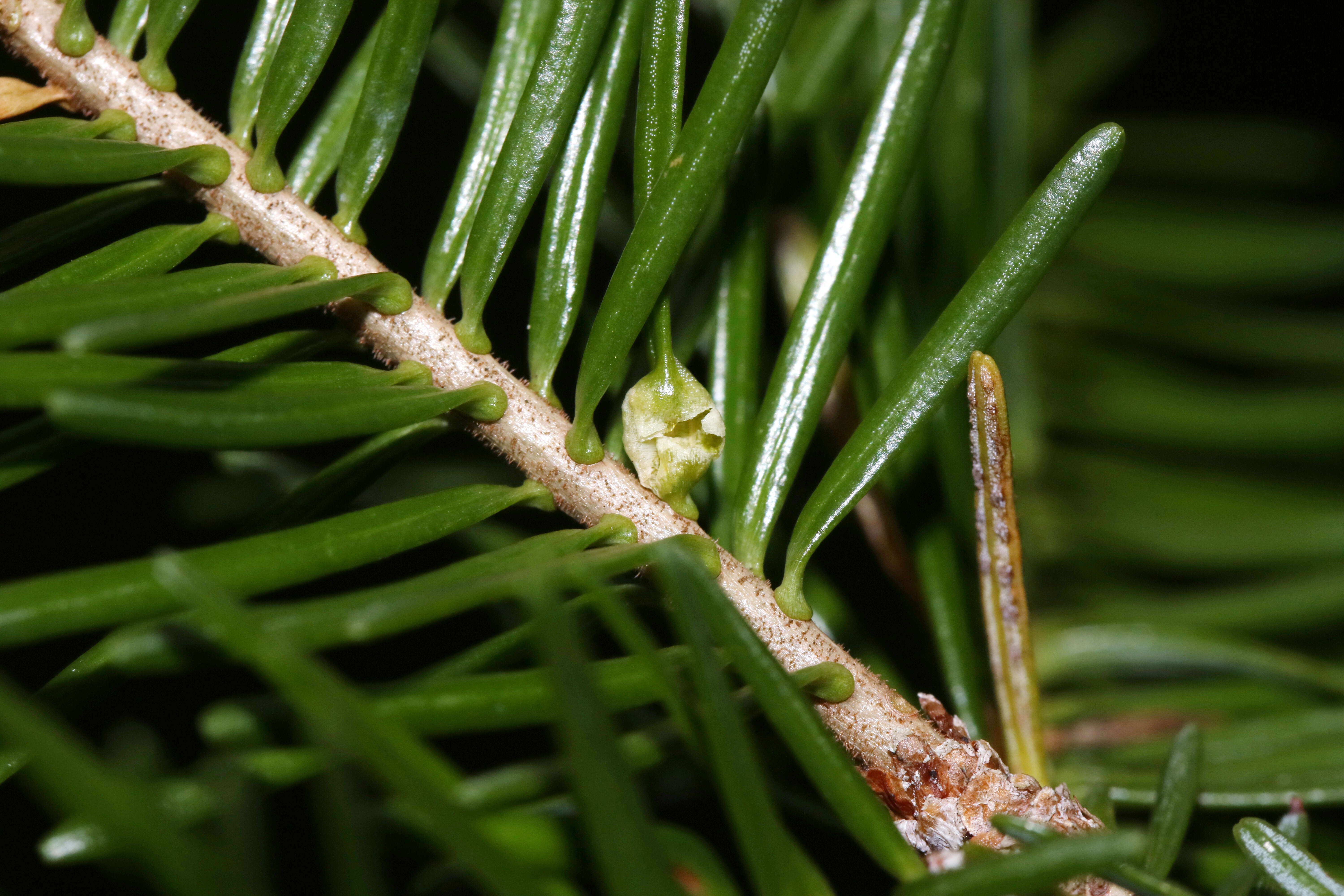 Image of Balsam Gall Midge