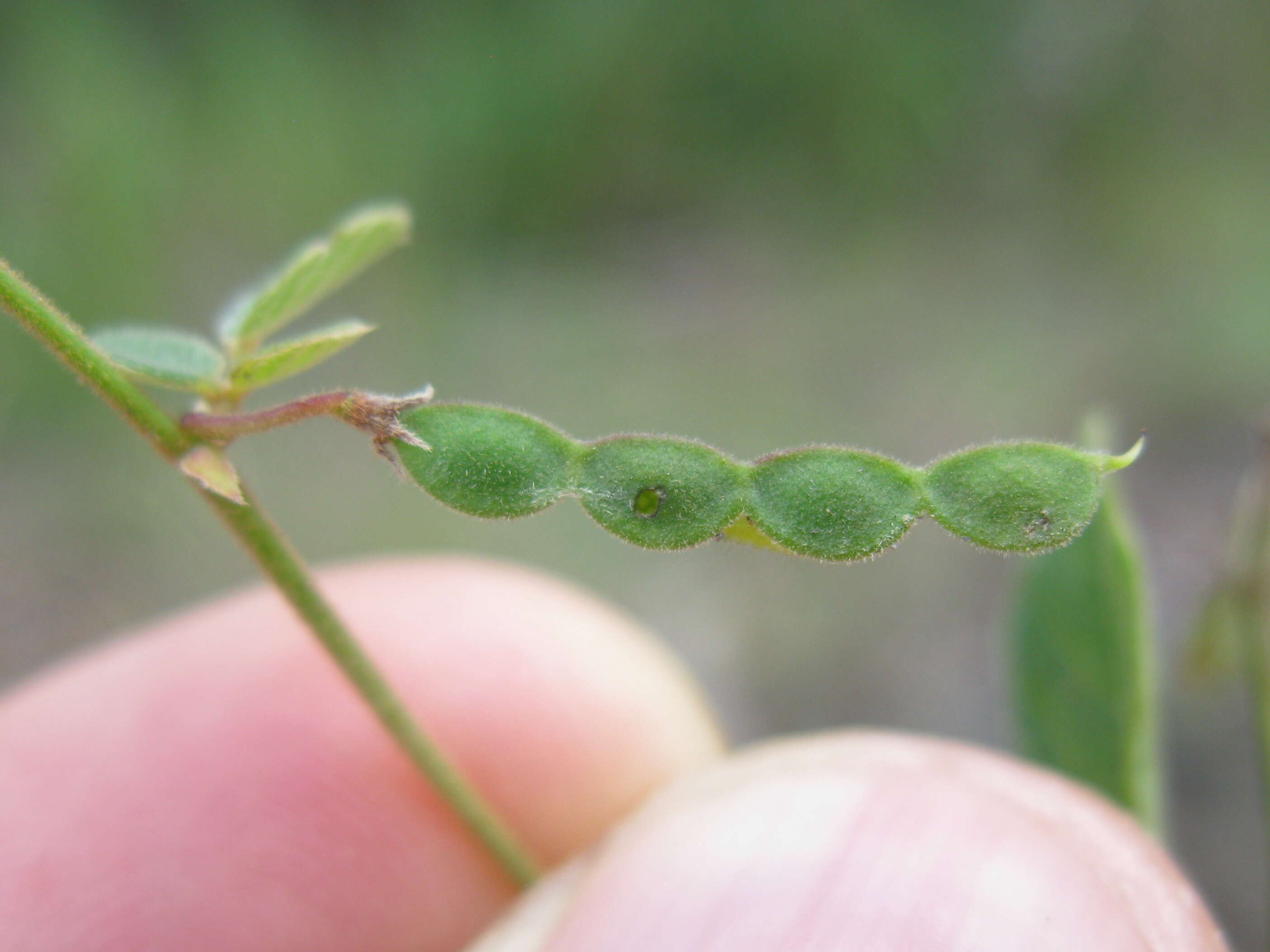 صورة Desmodium rhytidophyllum Benth.