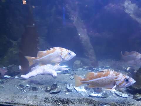 Image of Canary rockfish