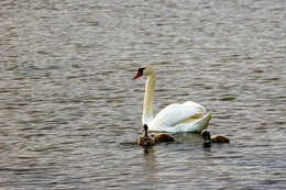 Image of Mute Swan