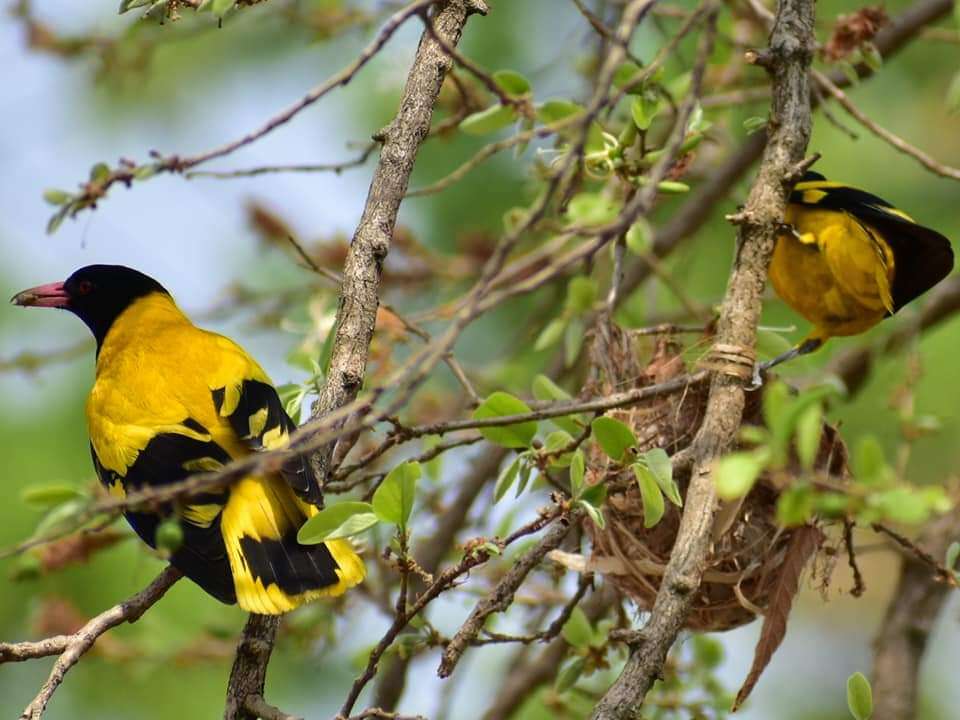 Image of Black-hooded Oriole