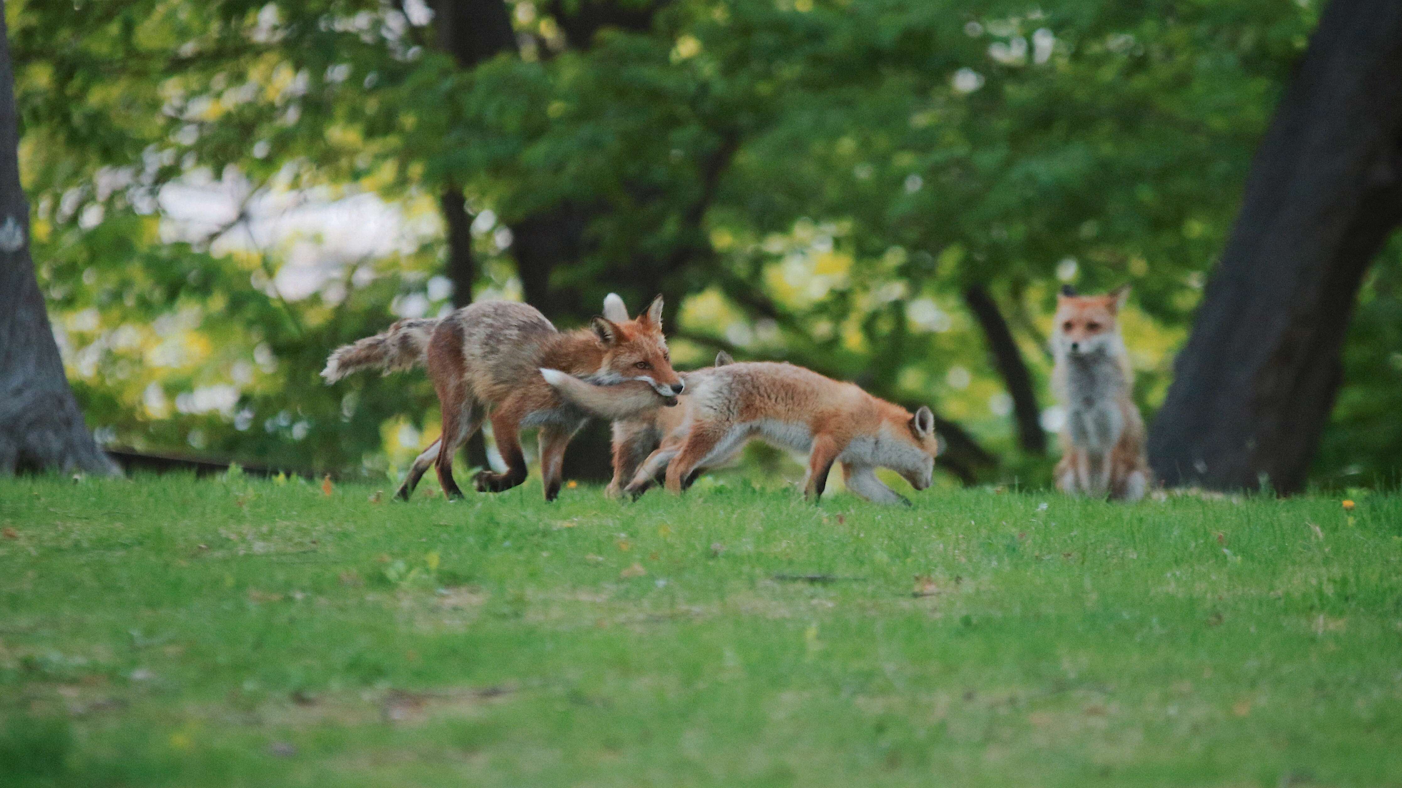 Imagem de Vulpes vulpes schrencki Kishida 1924