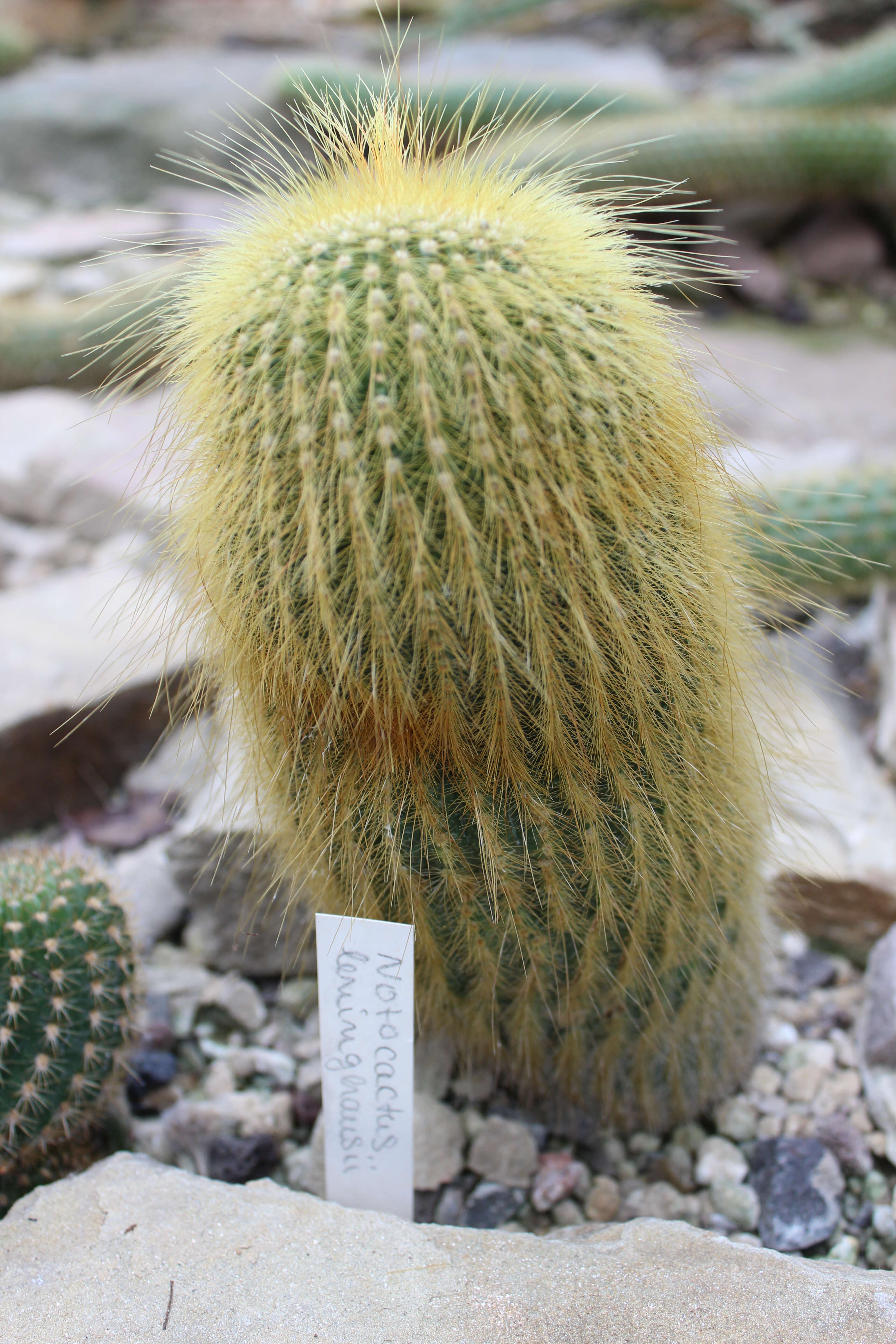 Image of Parodia lenninghausii (F. Haage) F. H. Brandt ex Eggli & Hofacker