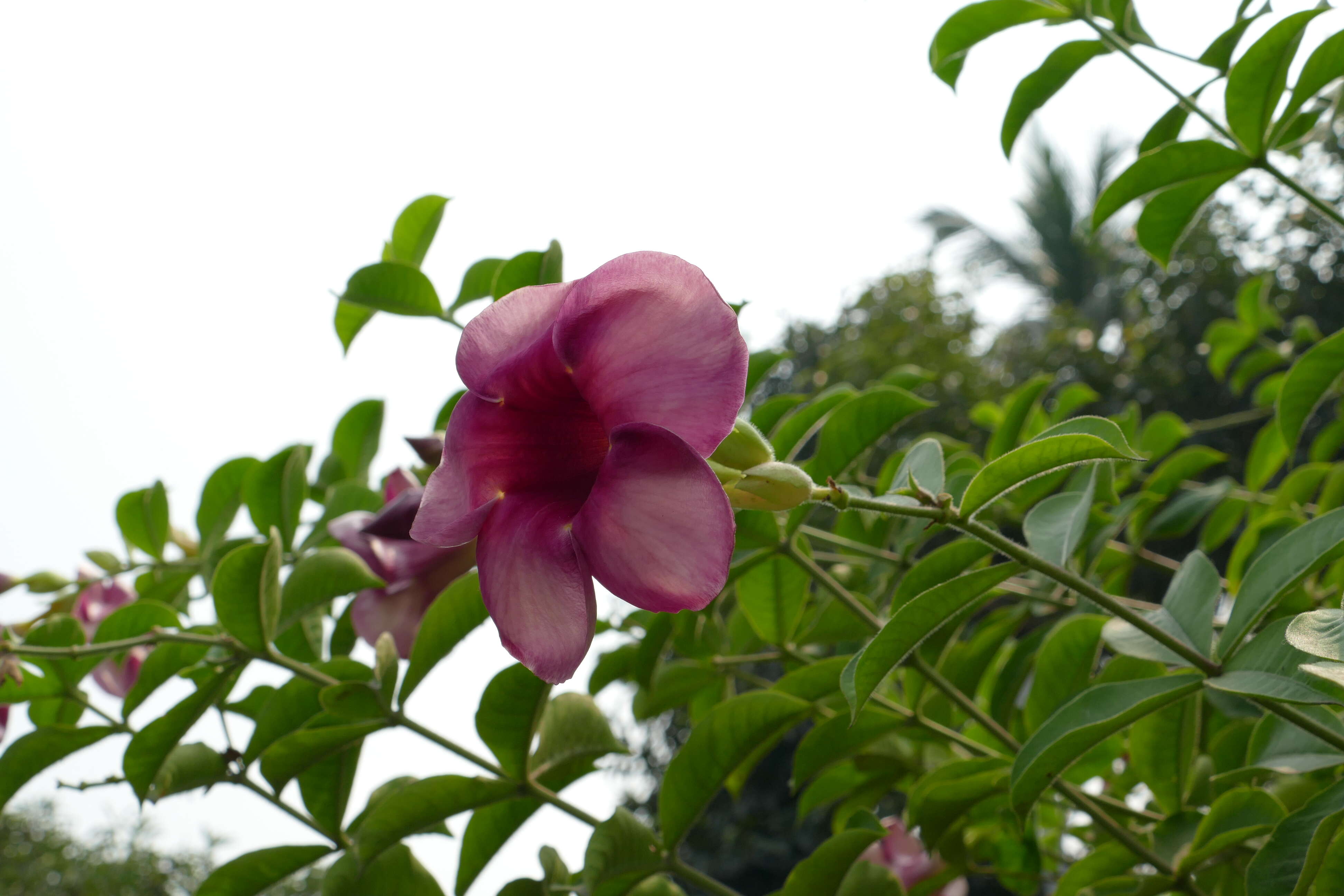 Image of purple allamanda