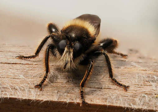 Image of Laphria flava (Linnaeus 1761)