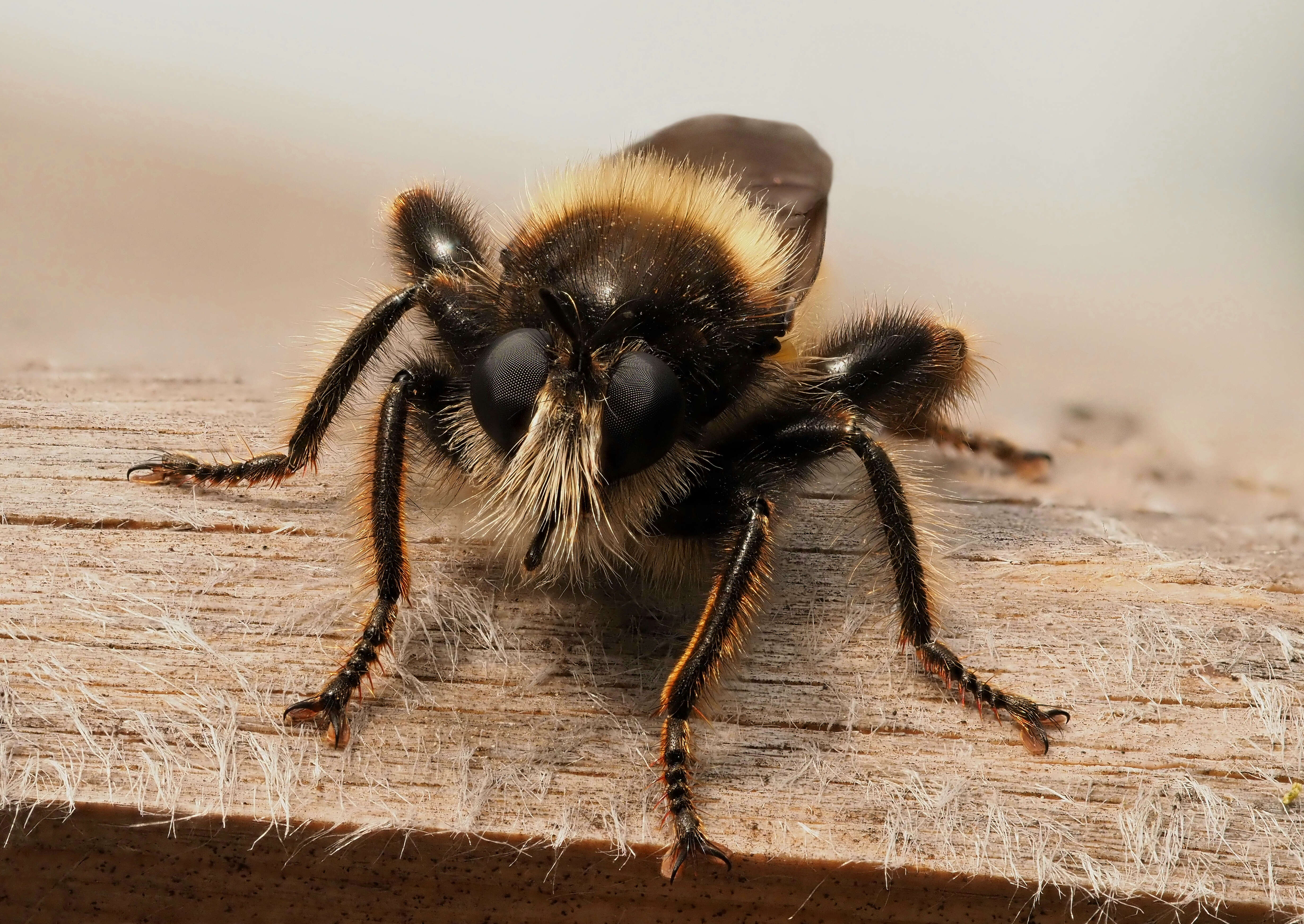 صورة Laphria flava (Linnaeus 1761)