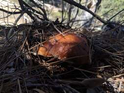 Image of Leccinum manzanitae Thiers 1971